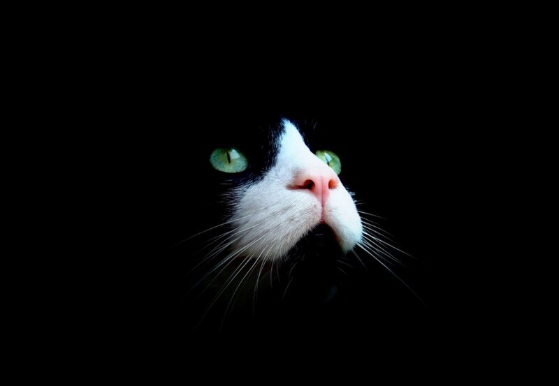 Black and White Cat — Dramatic, Night, Photograph, Eyes, Whiskers, Nose