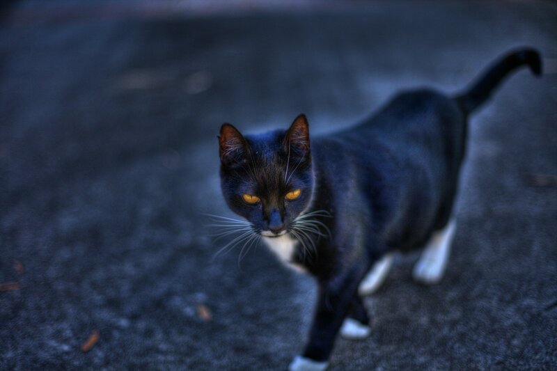 Black and White Cat — Dramatic, Night, Photograph, Pavement