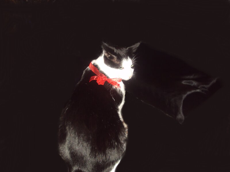 Black and White Cat — Dramatic, Night, Photograph, Red Bow