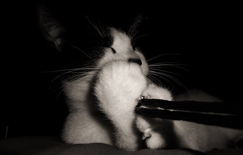 Black and White Cat — Dramatic, Night, Photograph, Whiskers, Paw