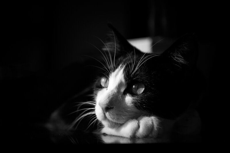 Black and White Cat — Dramatic, Night, Photograph, Whiskers