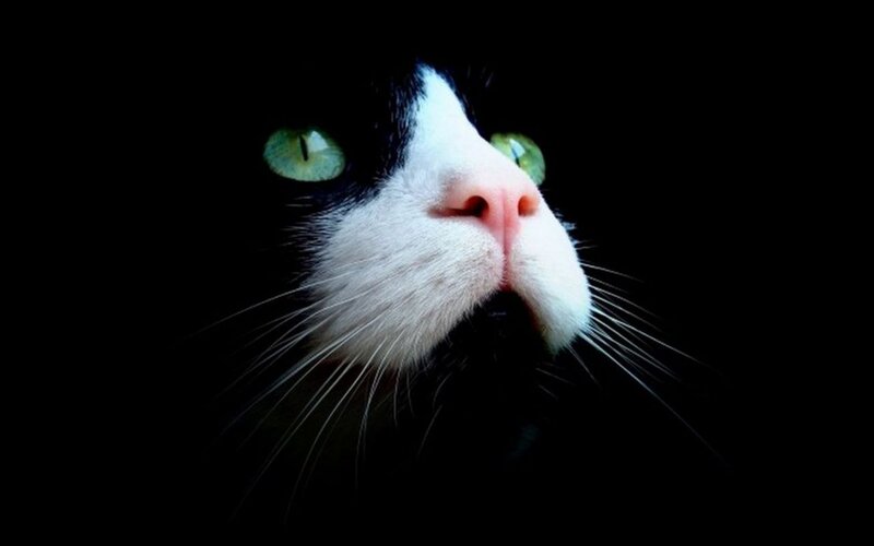 Black and White Cat — Dramatic, Night