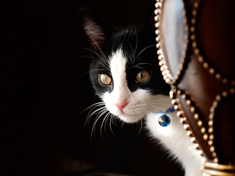 Black and White Cat — Dramatic, Photograph, Bell Collar