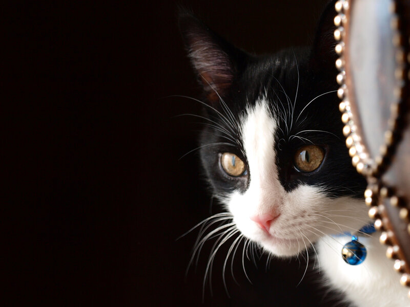 Black and White Cat — Dramatic, Photograph, Collar