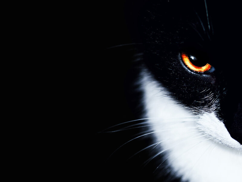 Black and White Cat — Dramatic, Photograph, Eye