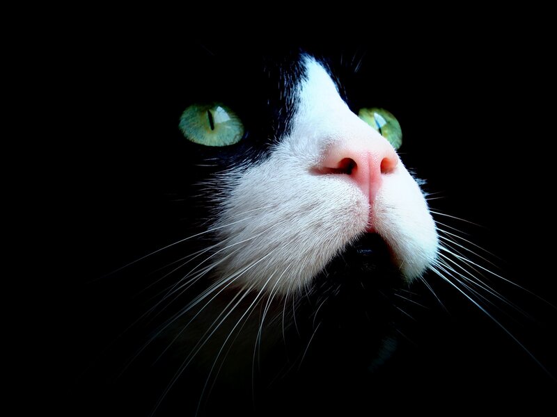 Black and White Cat — Dramatic, Photograph, Eyes, Nose