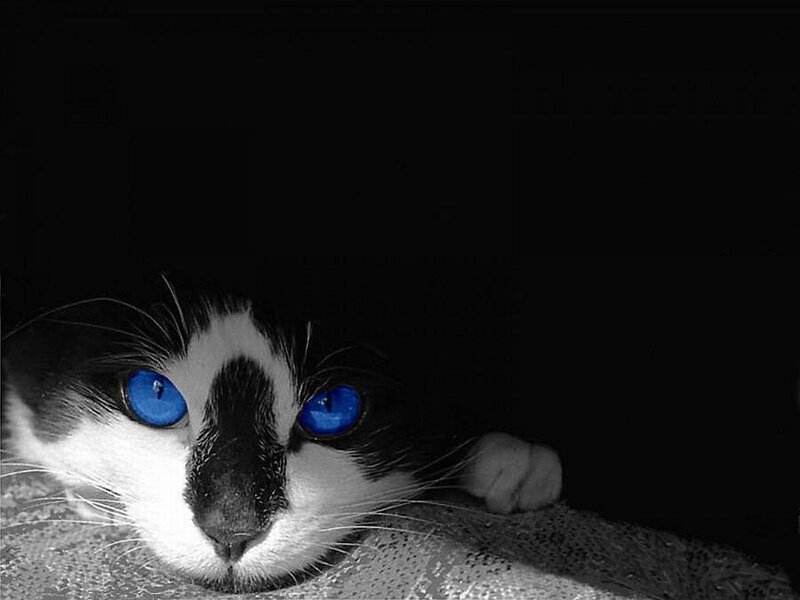 Black and White Cat — Dramatic, Photograph, Eyes