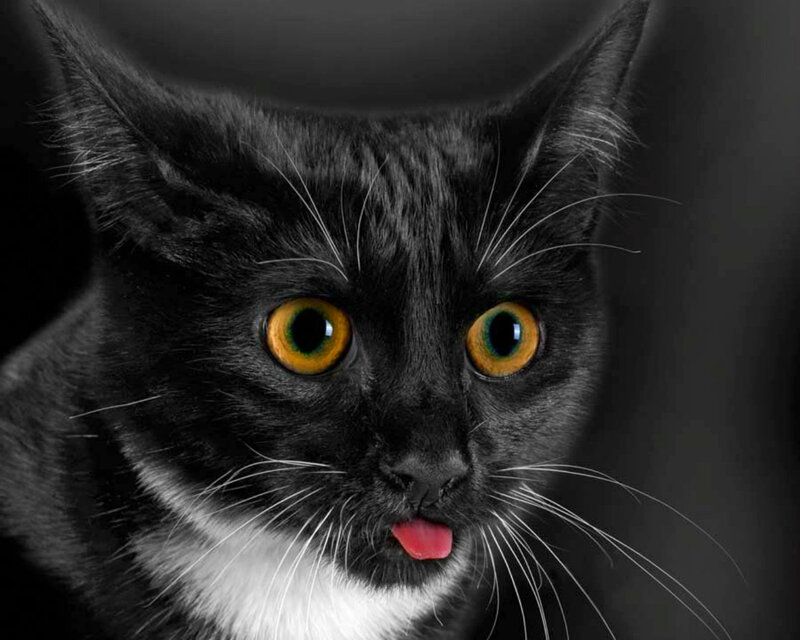 Black and White Cat — Dramatic, Photograph, Eyes, Tongue