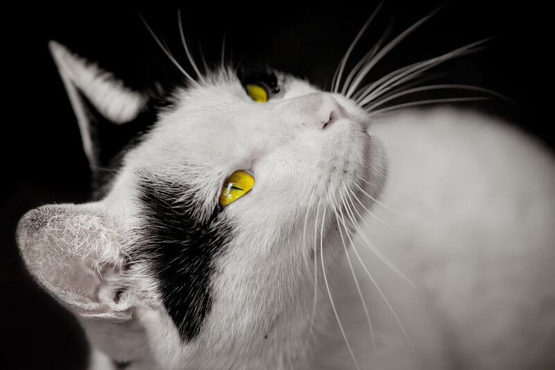 Black and White Cat — Dramatic, Photograph, Eyes, Whiskers