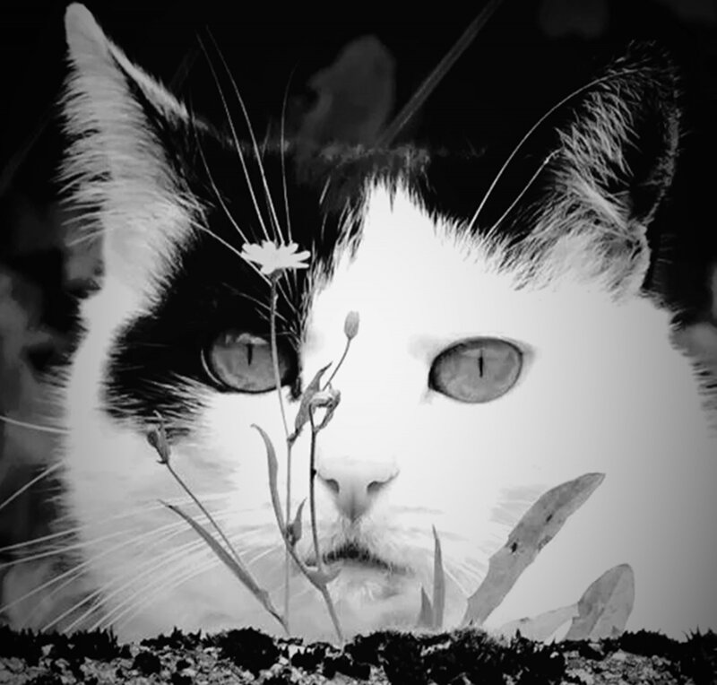 Black and White Cat — Dramatic, Photograph, Flower