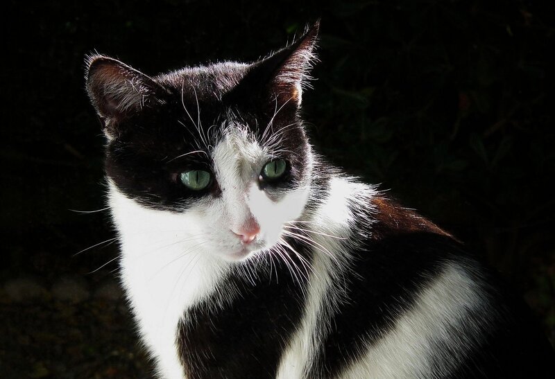 Black and White Cat — Dramatic, Photograph, Green Eyes