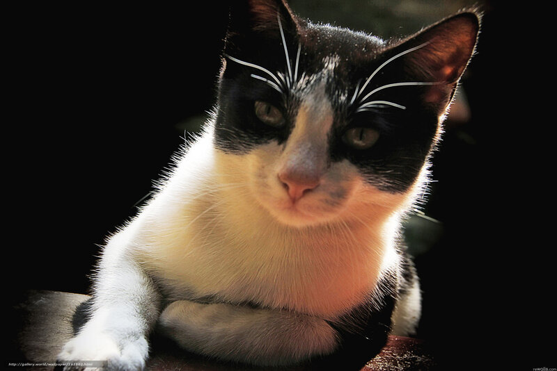 Black and White Cat — Dramatic, Photograph, Whiskers, Dark Background