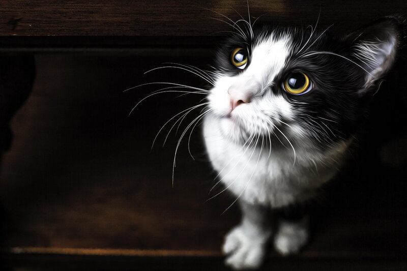 Black and White Cat — Dramatic, Photograph, Whiskers, Eyes