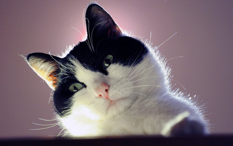 Black and White Cat — Dramatic, Photograph, Whiskers