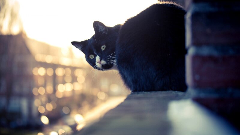 Black and White Cat — Dramatic, Sunset, Photograph, Brick Wall