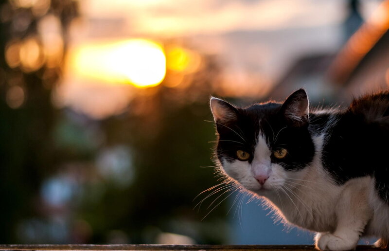 Black and White Cat — Dramatic, Sunset, Photograph