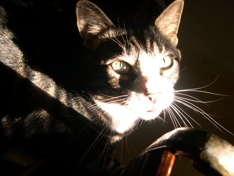 Black and White Cat — Dramatic, Sunset