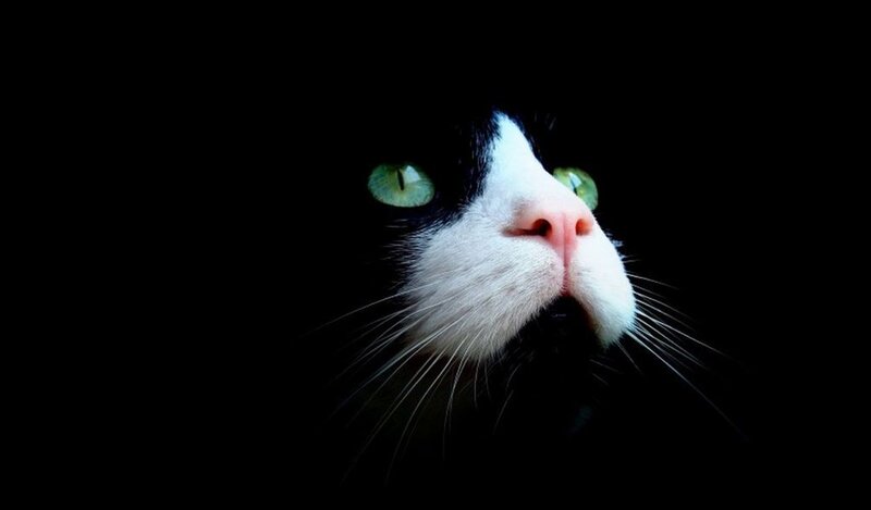 Black and White Cat — Dramatic