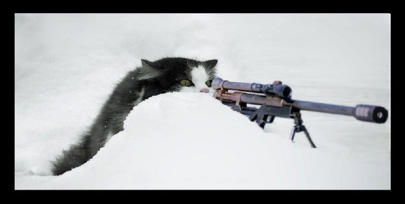 Black and White Cat — Dramatic, Winter