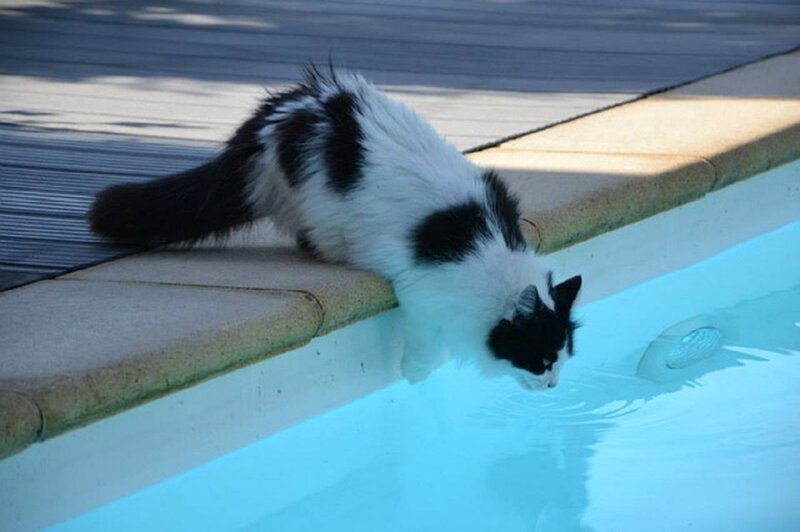 Black and White Cat Drinking — Calm, Afternoon