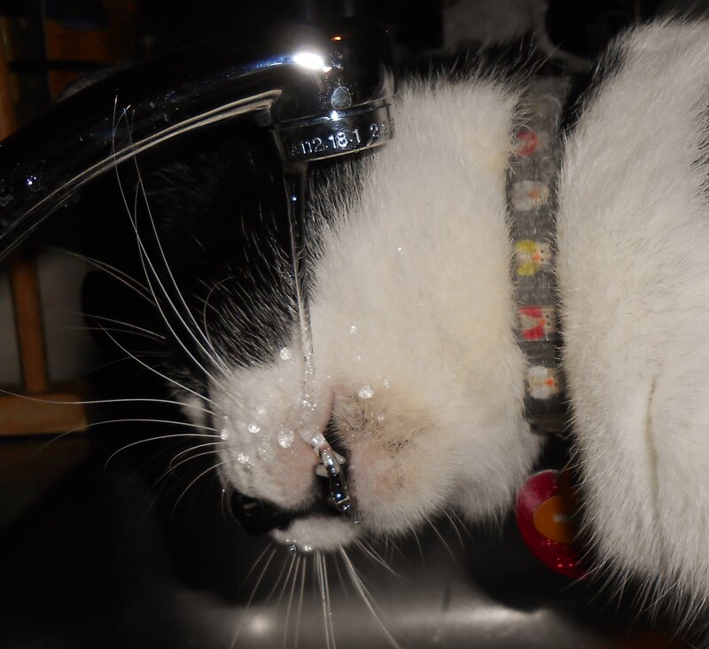 Black and White Cat Drinking — Calm, Night