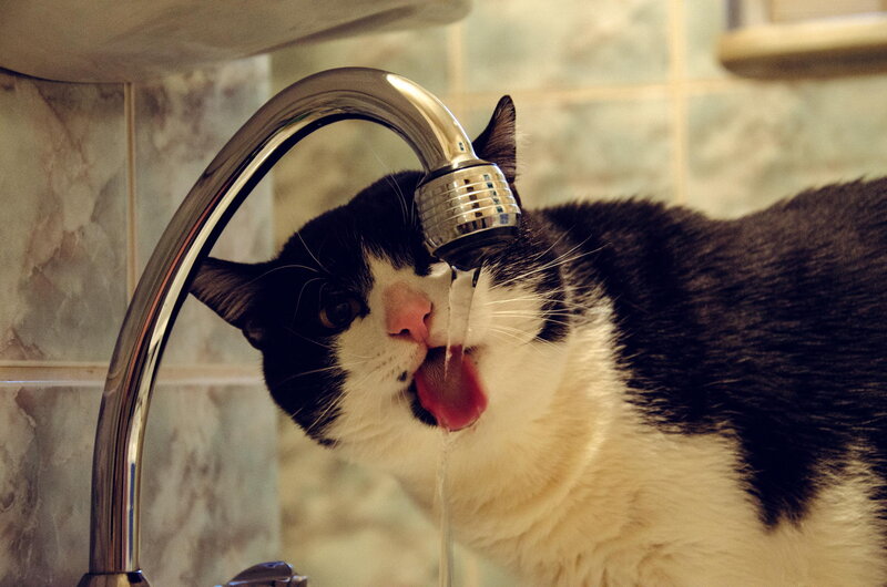 Black and White Cat Drinking — Calm, Photograph, Sink