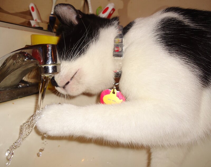 Black and White Cat Drinking — Calm, Photograph