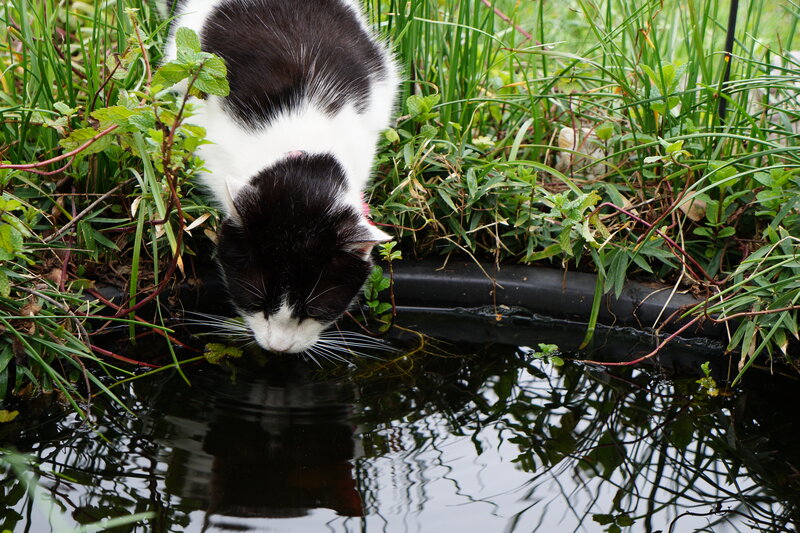 Black and White Cat Drinking — Green