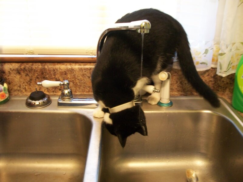 Black and White Cat Drinking