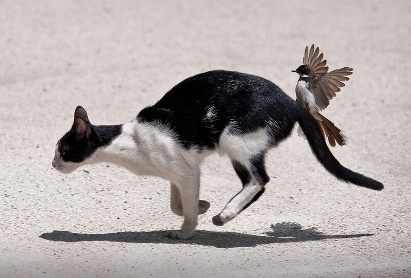Black and White Cat — Dynamic