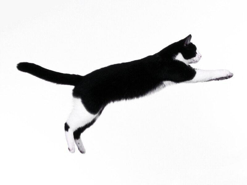 Black and White Cat — Dynamic, White Background