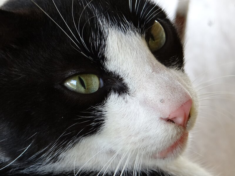 Black and White Cat — Eyes