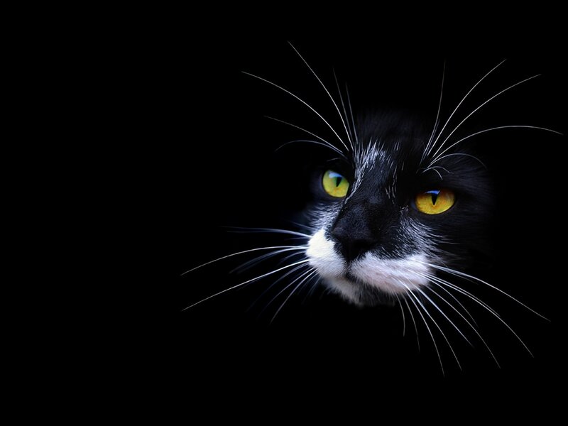 Black and White Cat — Face