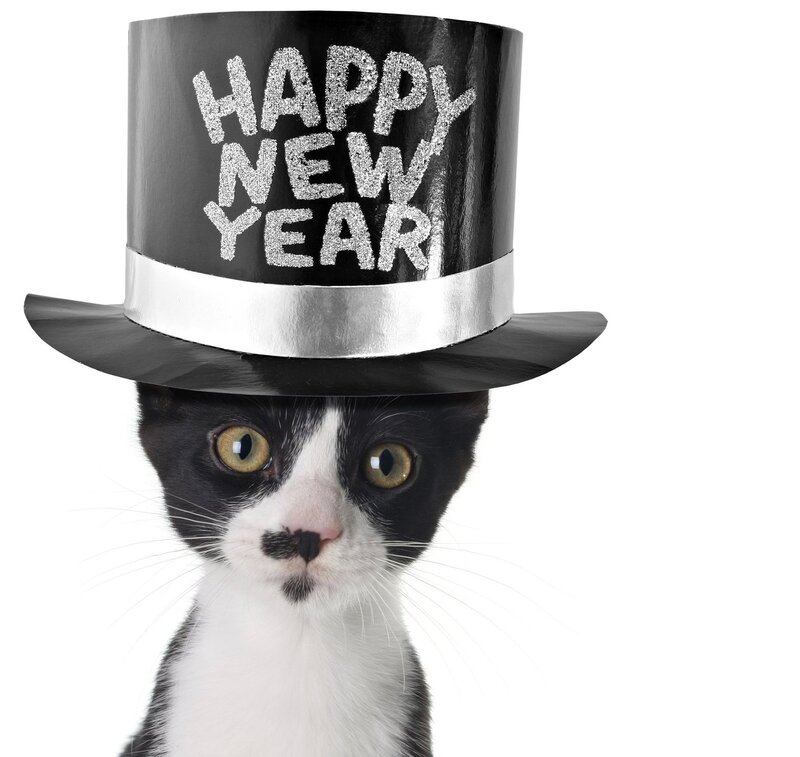 Black and White Cat — Festive, Photograph