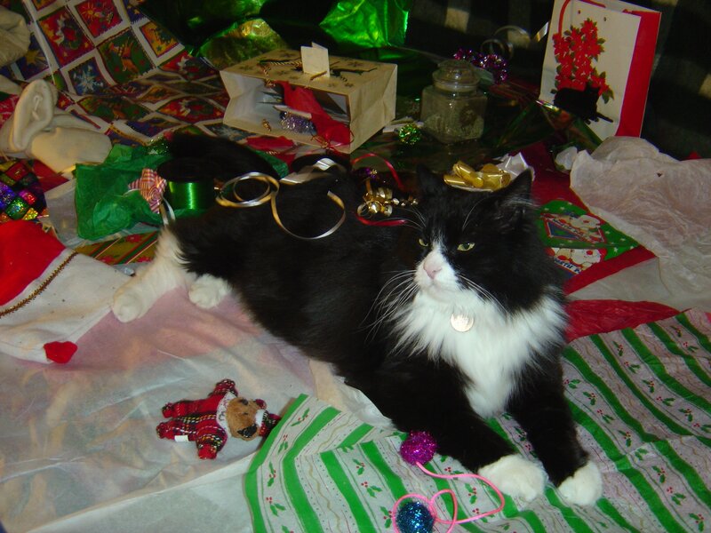 Black and White Cat — Festive