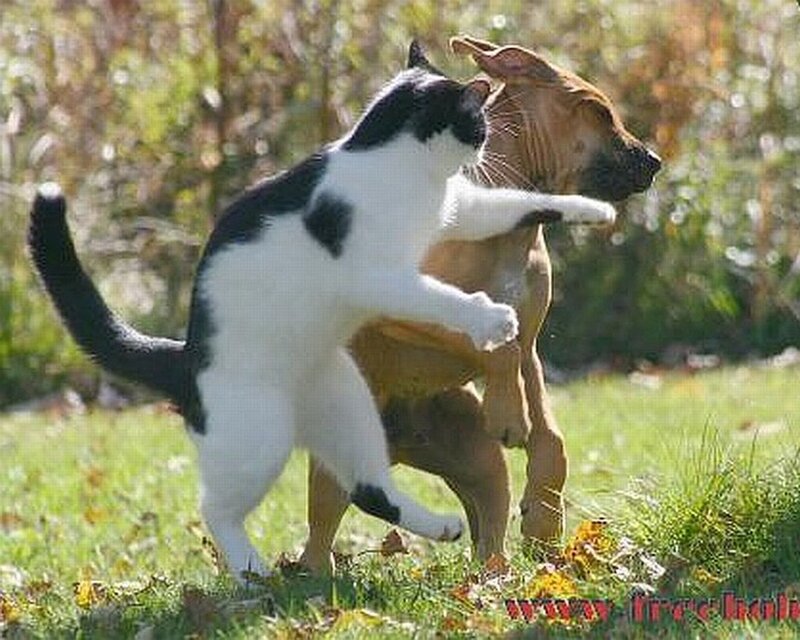 Black and White Cat Fighting Dog