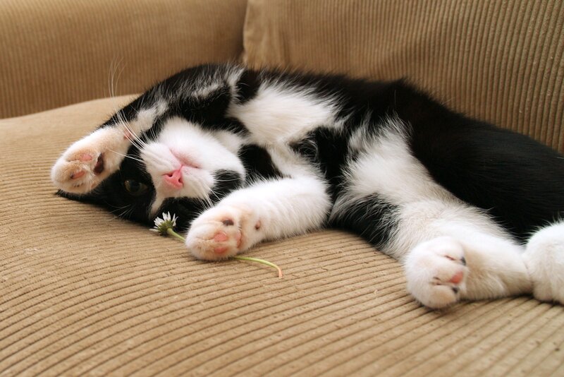 Black and White Cat — Flower