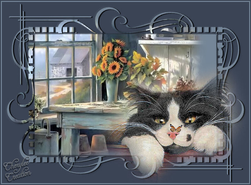 Black and White Cat — Gray, Calm, Afternoon