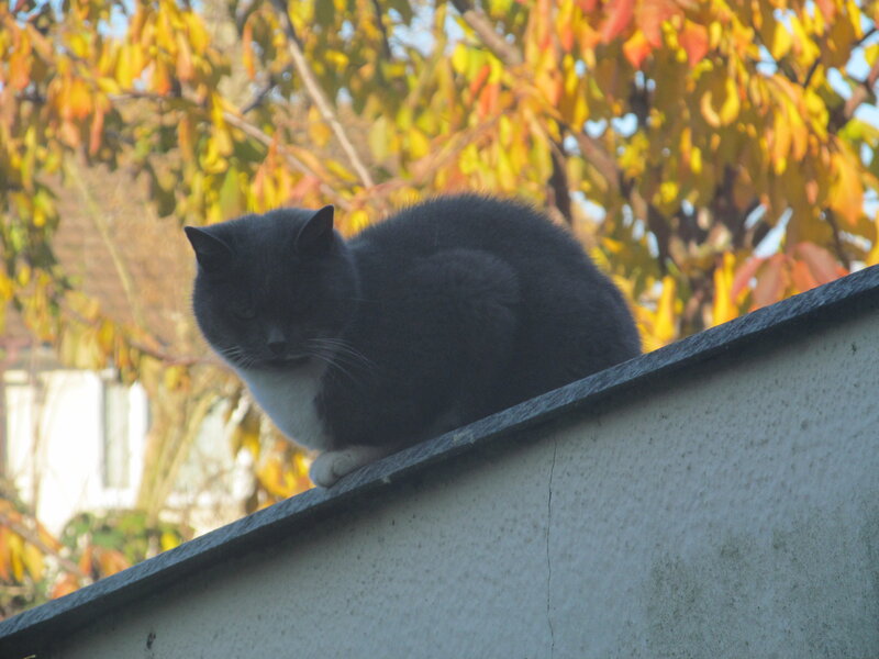 Black and White Cat — Gray, Calm, Autumn