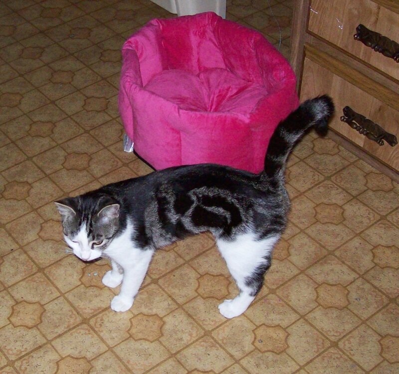 Black and White Cat — Gray, Calm, Photograph, Cat Bed