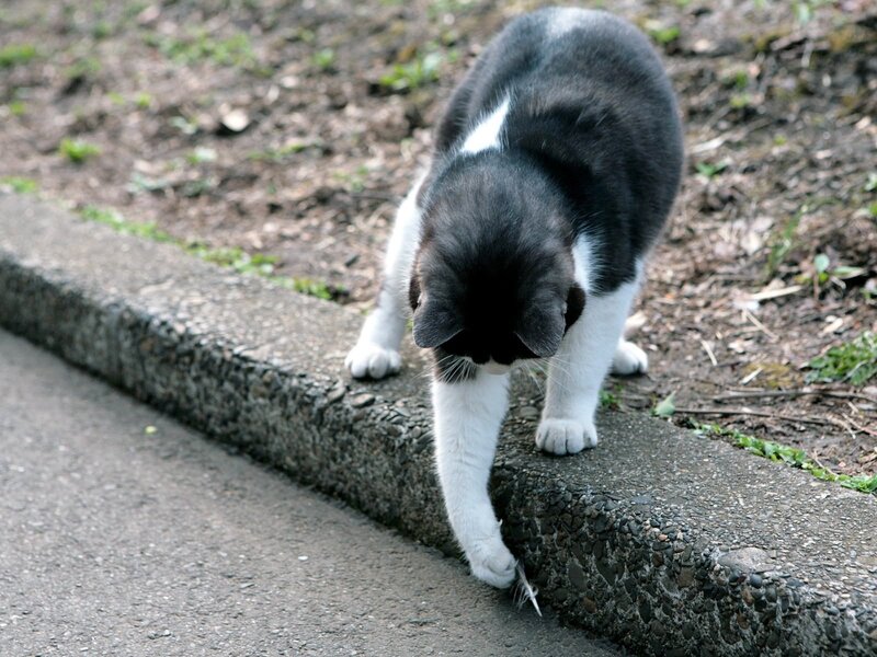 Black and White Cat — Gray, Calm, Photograph, Curb