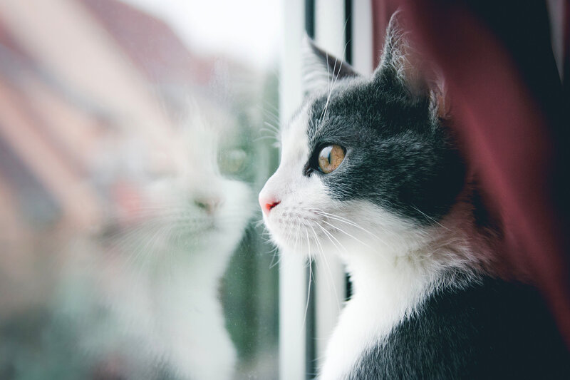 Black and White Cat — Gray, Calm, Photograph, Window