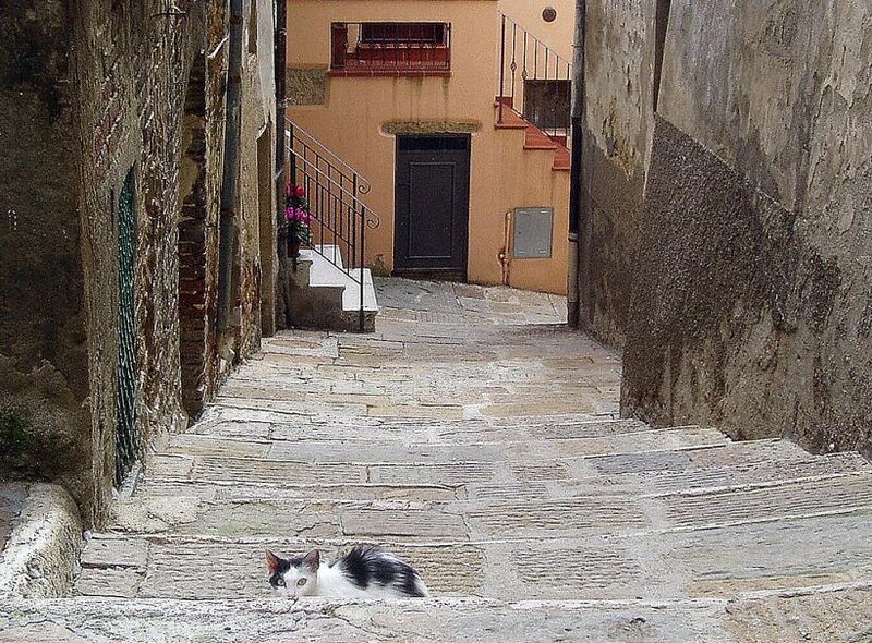Black and White Cat — Gray, Calm