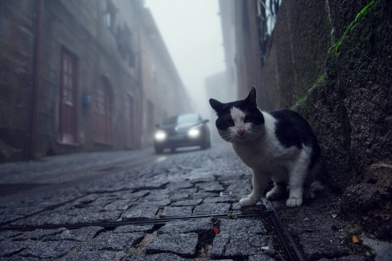 Black and White Cat — Gray, Moody