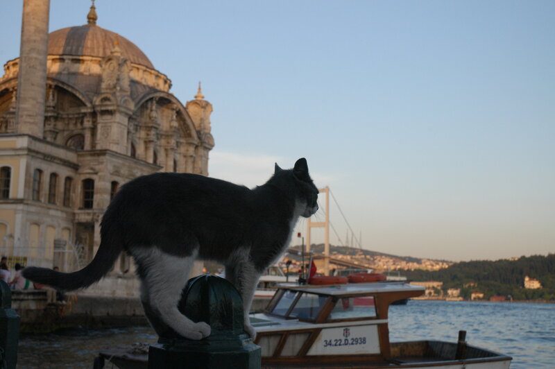 Black and White Cat — Gray
