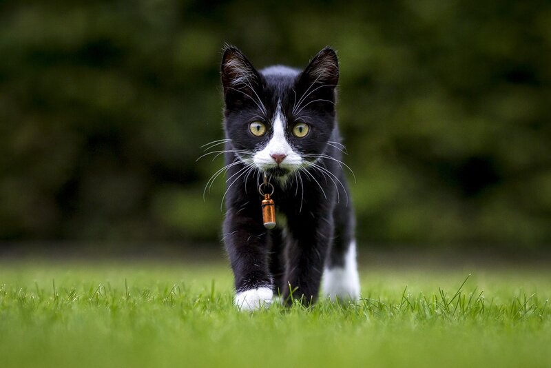 Black and White Cat — Green, Alert