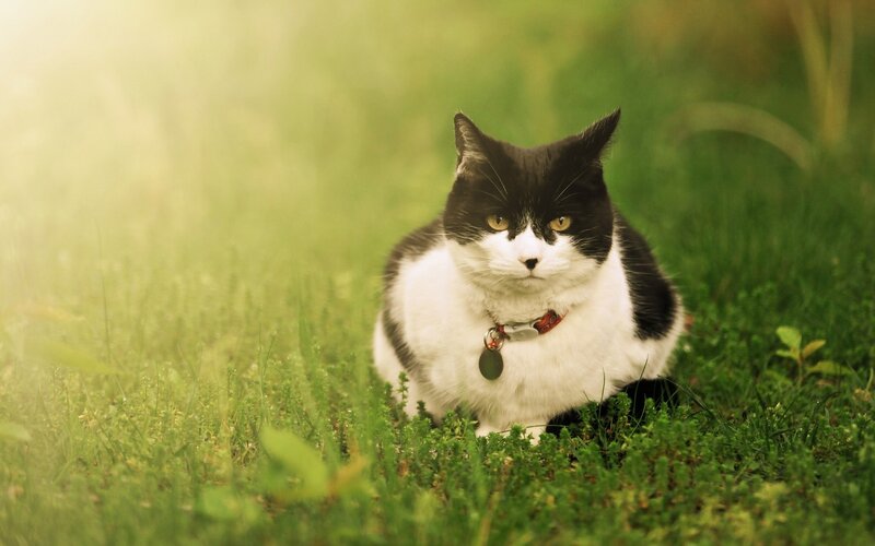 Black and White Cat — Green, Calm, Afternoon, Photograph, Grass, Collar