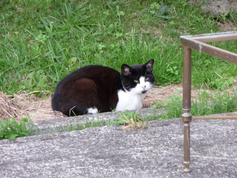 Black and White Cat — Green, Calm, Afternoon, Photograph, Grass, Concrete