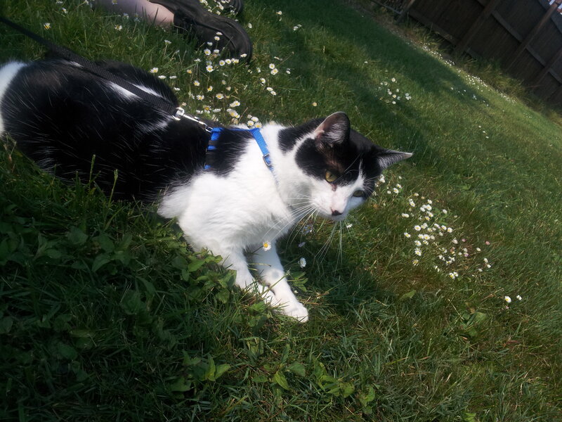 Black and White Cat — Green, Calm, Afternoon, Photograph, Grass, Daisies