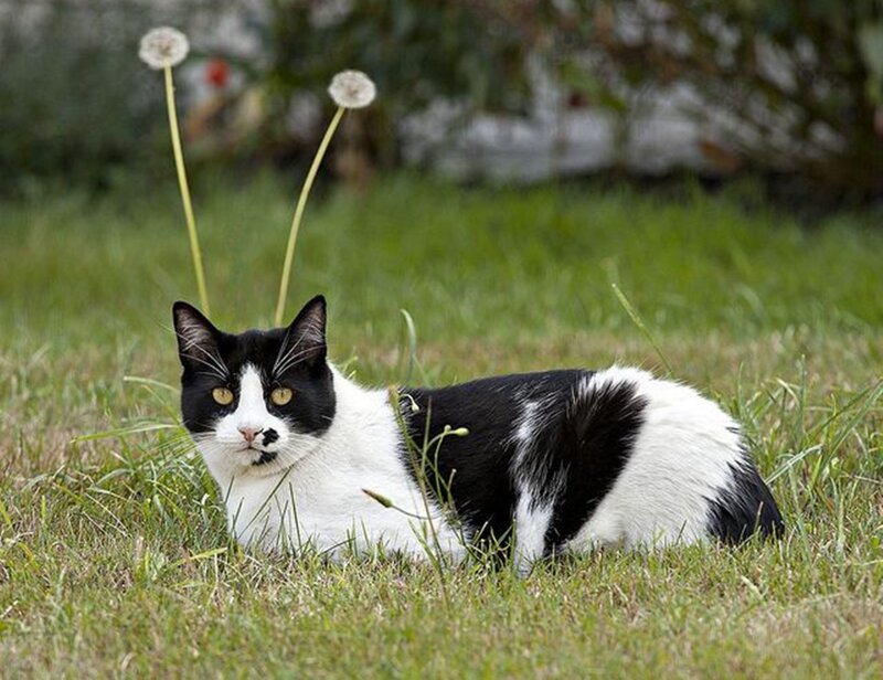 Black and White Cat — Green, Calm, Afternoon, Photograph, Grass, Dandelions